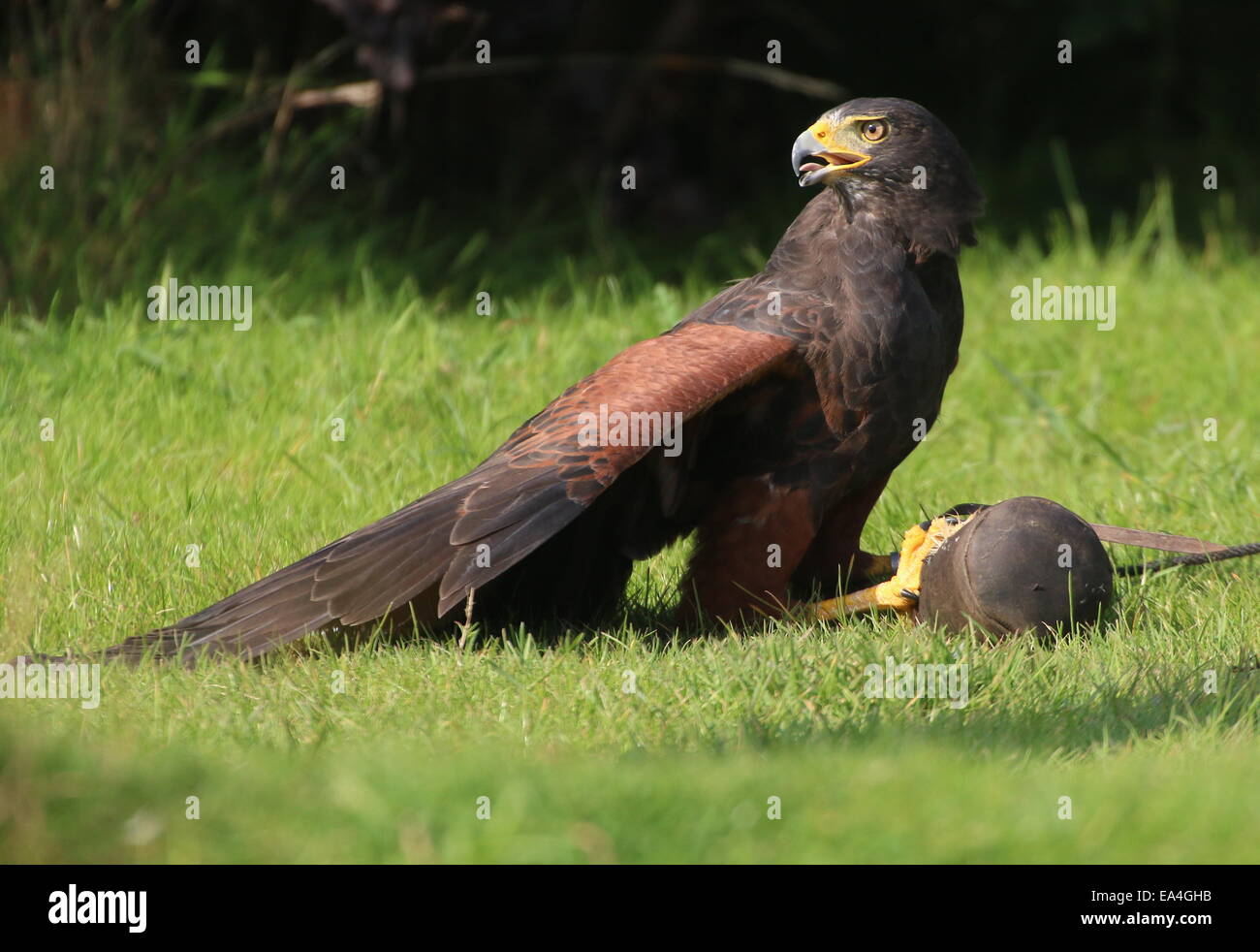 La Harris Hawk (Parabuteo unicinctus) durante una dimostrazione di Uccelli a Rotterdam Blijdorp Zoo, mostrando la sua abilità di caccia Foto Stock