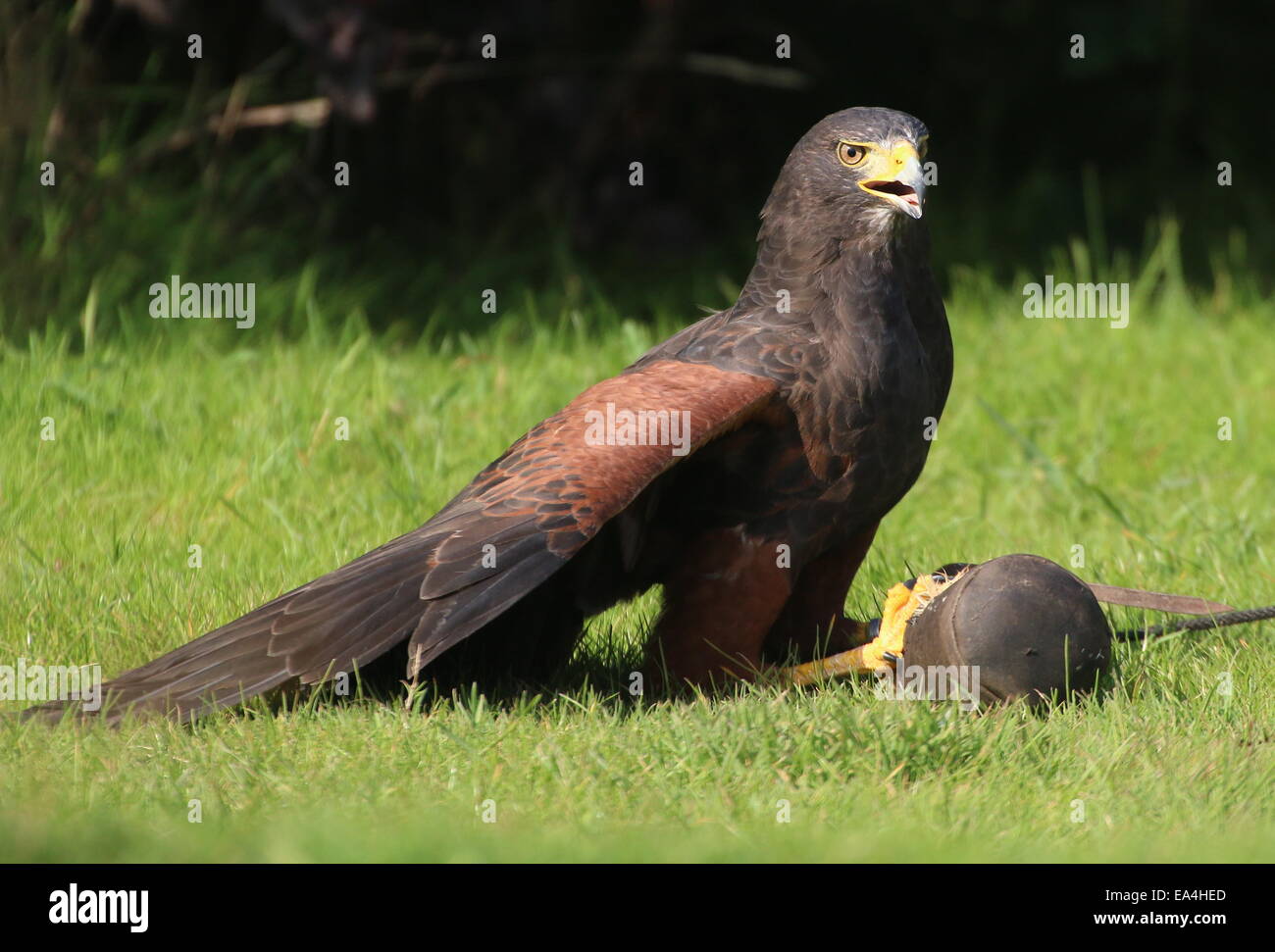 La Harris Hawk (Parabuteo unicinctus) durante una dimostrazione di Uccelli a Rotterdam Blijdorp Zoo, mostrando la sua abilità di caccia Foto Stock