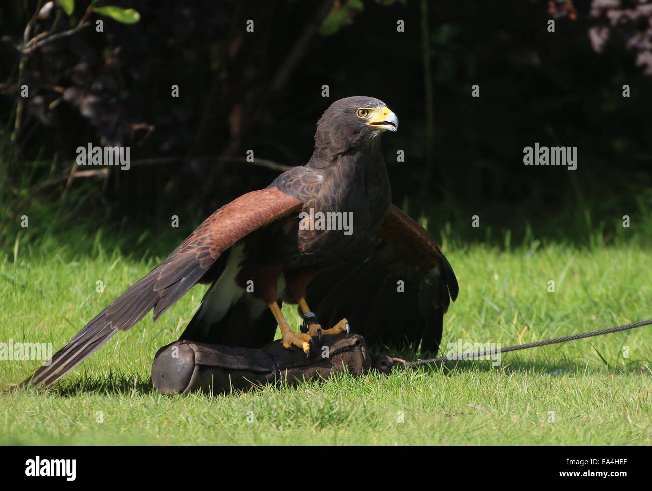 La Harris Hawk (Parabuteo unicinctus) durante una dimostrazione di Uccelli a Rotterdam Blijdorp Zoo, mostrando la sua abilità di caccia Foto Stock