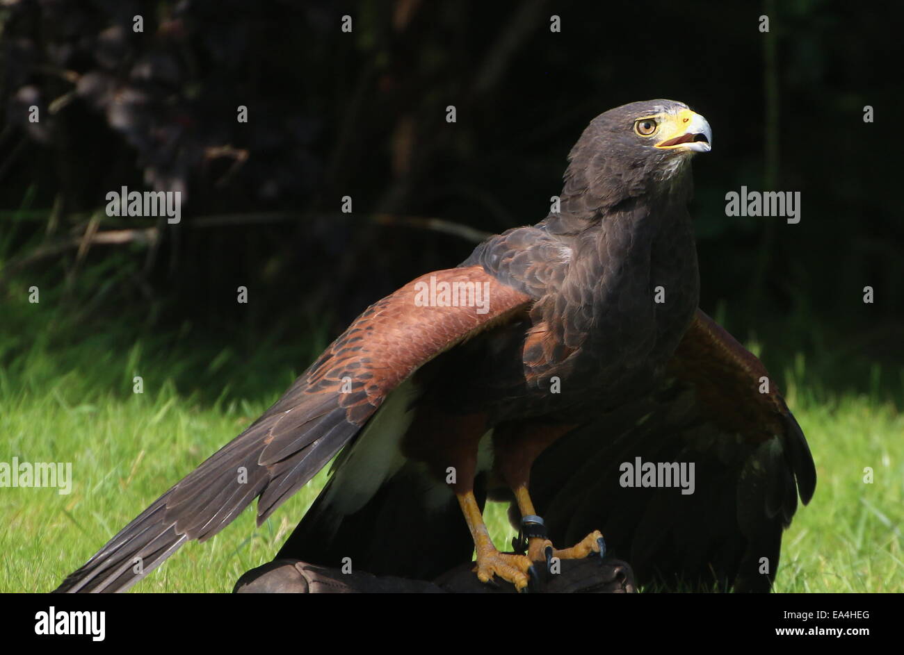 La Harris Hawk (Parabuteo unicinctus) durante una dimostrazione di Uccelli a Rotterdam Blijdorp Zoo, mostrando la sua abilità di caccia Foto Stock