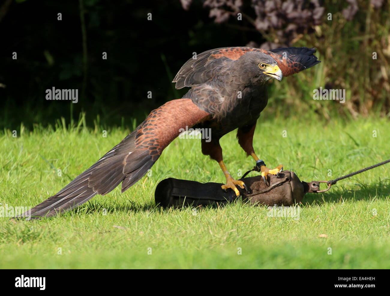 La Harris Hawk (Parabuteo unicinctus) durante una dimostrazione di Uccelli a Rotterdam Blijdorp Zoo, mostrando la sua abilità di caccia Foto Stock