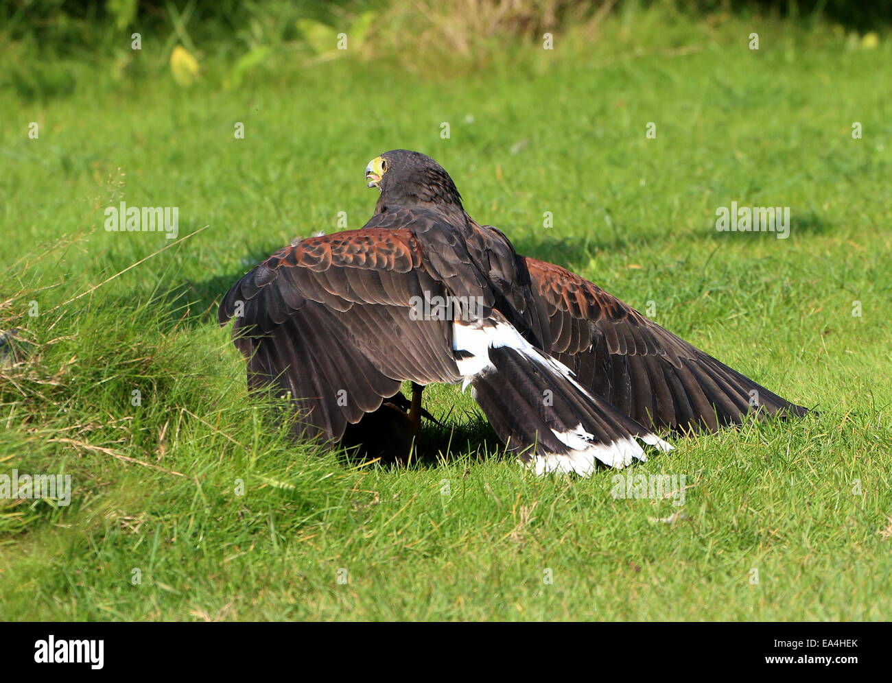 La Harris Hawk (Parabuteo unicinctus) con ali spiegate, schermatura la sua preda durante la dimostrazione di Uccelli a Blijdorp Zoo di Rotterdam Foto Stock
