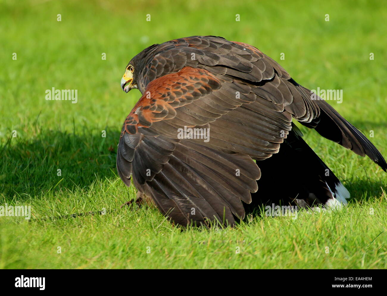 La Harris Hawk (Parabuteo unicinctus) durante una dimostrazione di Uccelli a Rotterdam Blijdorp Zoo, mostrando la sua abilità di caccia Foto Stock