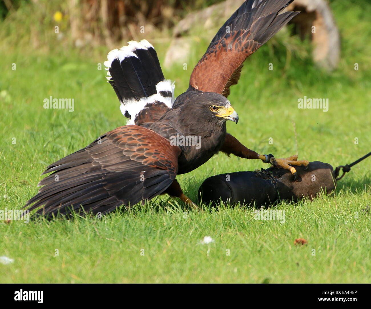 La Harris Hawk (Parabuteo unicinctus) durante una dimostrazione di Uccelli a Rotterdam Blijdorp Zoo, mostrando la sua abilità di caccia Foto Stock