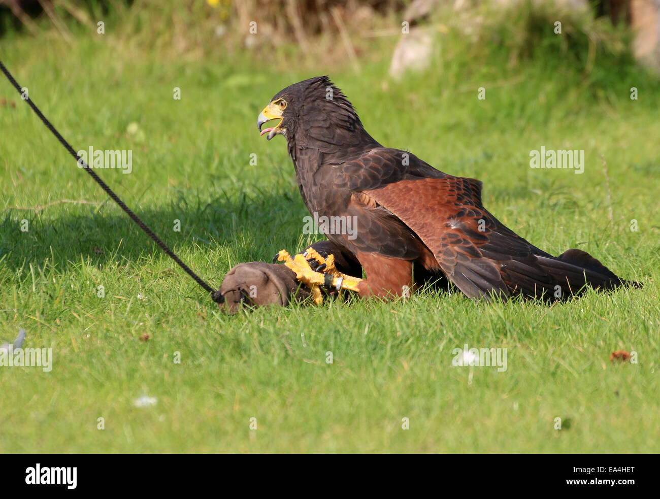 La Harris Hawk (Parabuteo unicinctus) durante una dimostrazione di Uccelli a Rotterdam Blijdorp Zoo, mostrando la sua abilità di caccia Foto Stock
