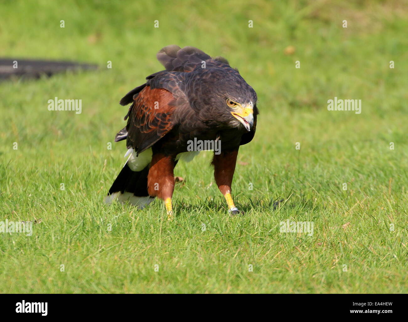 La Harris Hawk (Parabuteo unicinctus) a.k.a. Bay-winged o dusky hawk Foto Stock