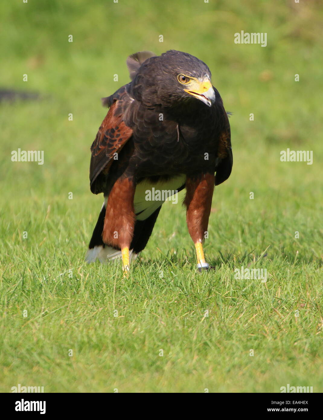 Close-up di un Harris's Hawk (Parabuteo unicinctus) a.k.a. Bay-winged o dusky hawk Foto Stock