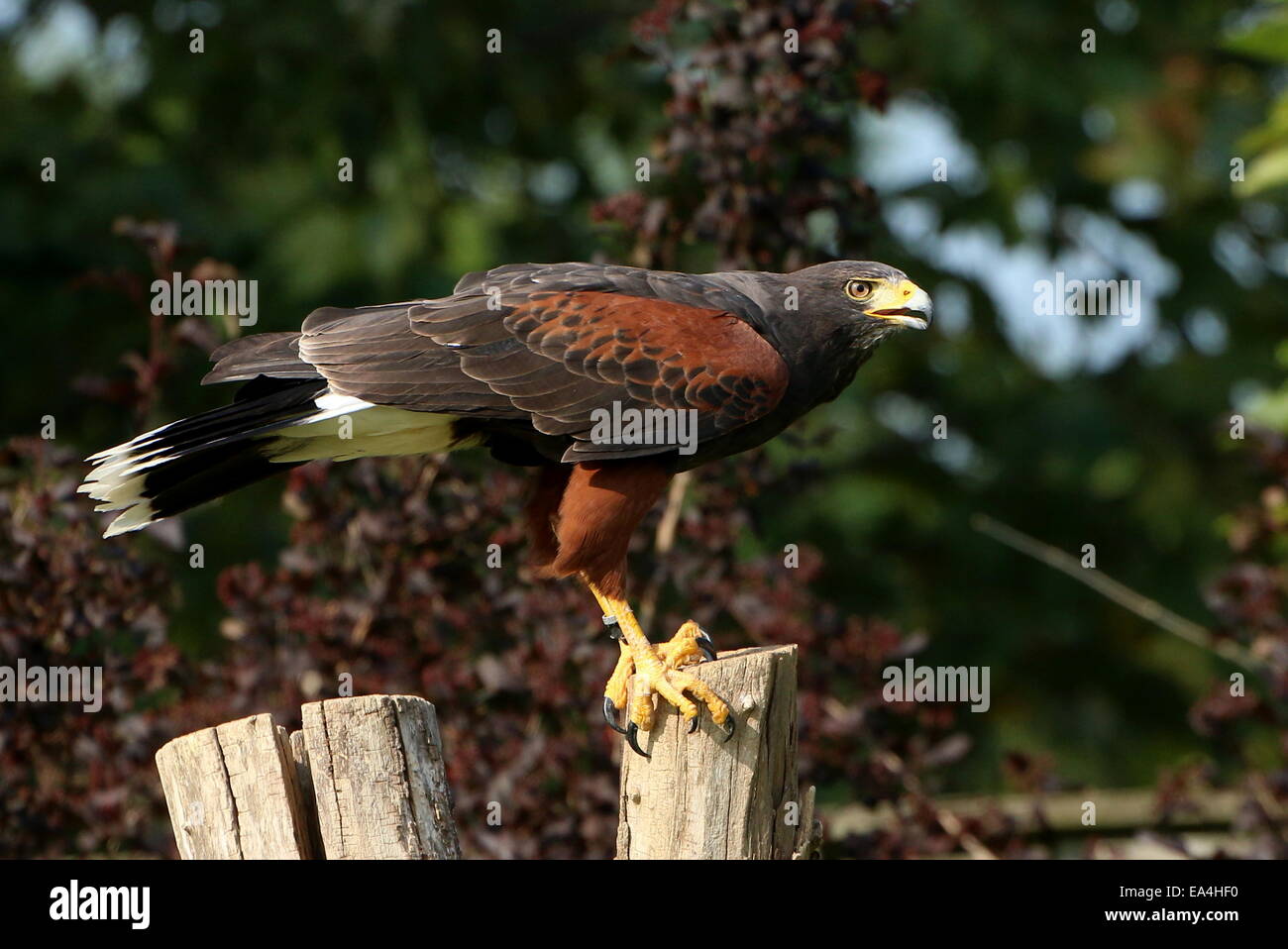 Avviso di Harris Hawk (Parabuteo unicinctus) a.k.a. Bay-winged o dusky hawk appena prima del decollo Foto Stock