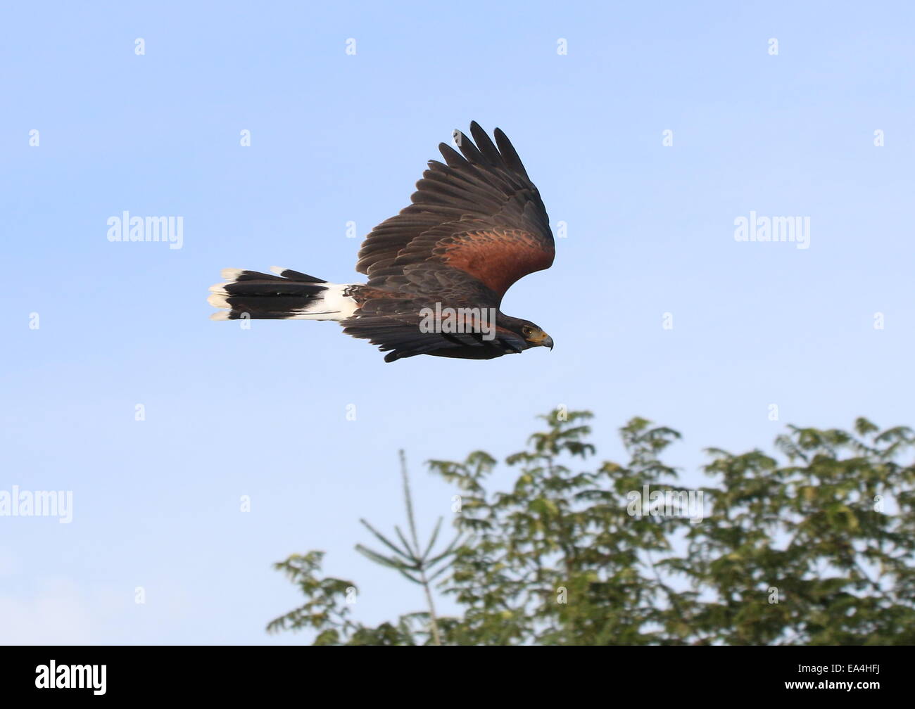 Nord America del Harris Hawk (Parabuteo unicinctus) in volo a distanza ravvicinata. A.k.a. Bay-winged o dusky hawk Foto Stock
