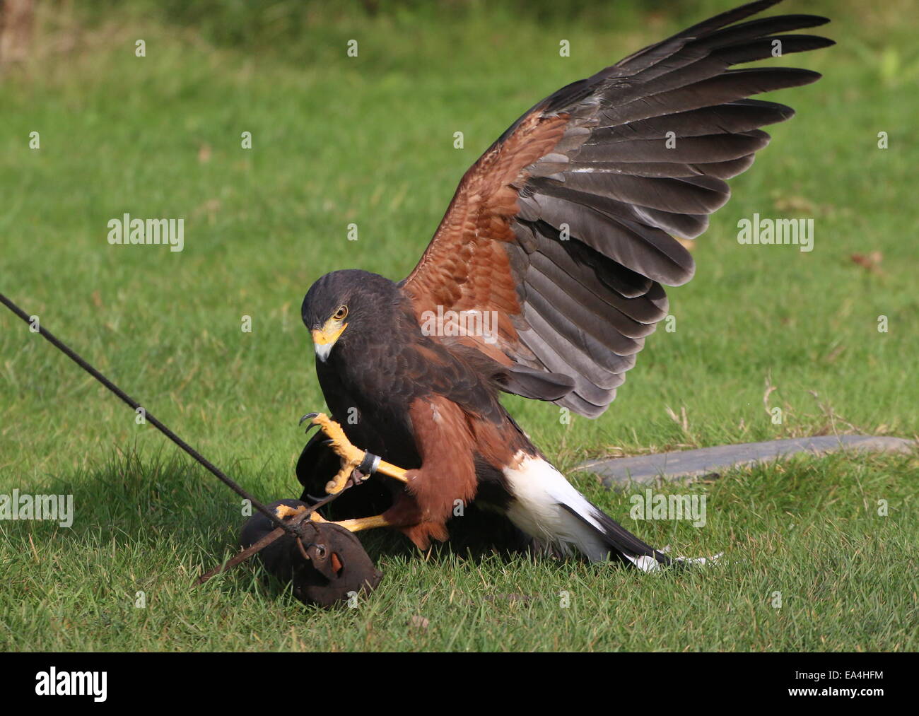 La Harris Hawk (Parabuteo unicinctus) durante una dimostrazione di Uccelli a Rotterdam Blijdorp Zoo, mostrando la sua abilità di caccia Foto Stock