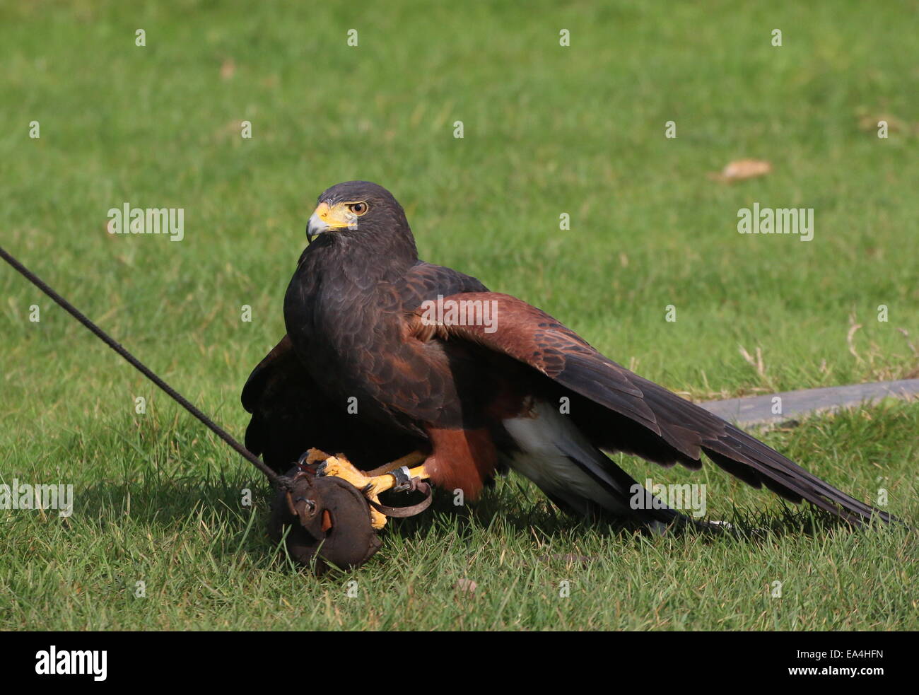 La Harris Hawk (Parabuteo unicinctus) durante una dimostrazione di Uccelli a Rotterdam Blijdorp Zoo, mostrando la sua abilità di caccia Foto Stock