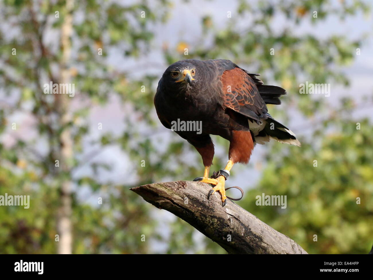 Captive di Harris Hawk (Parabuteo unicinctus) a.k.a. Bay-winged o dusky hawk in posa su di un ramo di albero Foto Stock