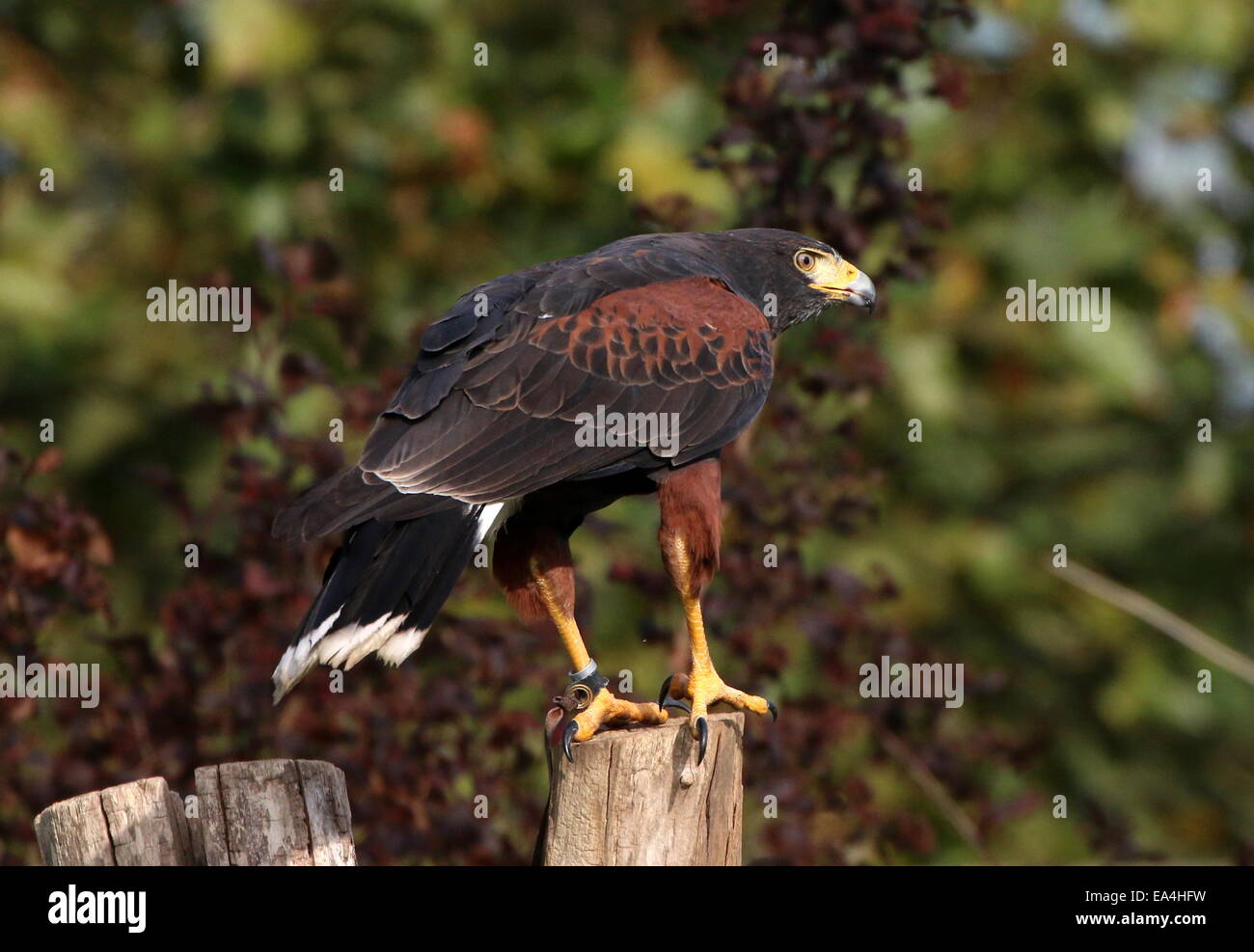 La Harris Hawk (Parabuteo unicinctus) a.k.a. Bay-winged o dusky hawk Foto Stock