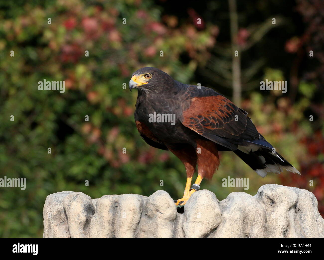 La Harris Hawk (Parabuteo unicinctus) a.k.a. Bay-winged o dusky hawk Foto Stock