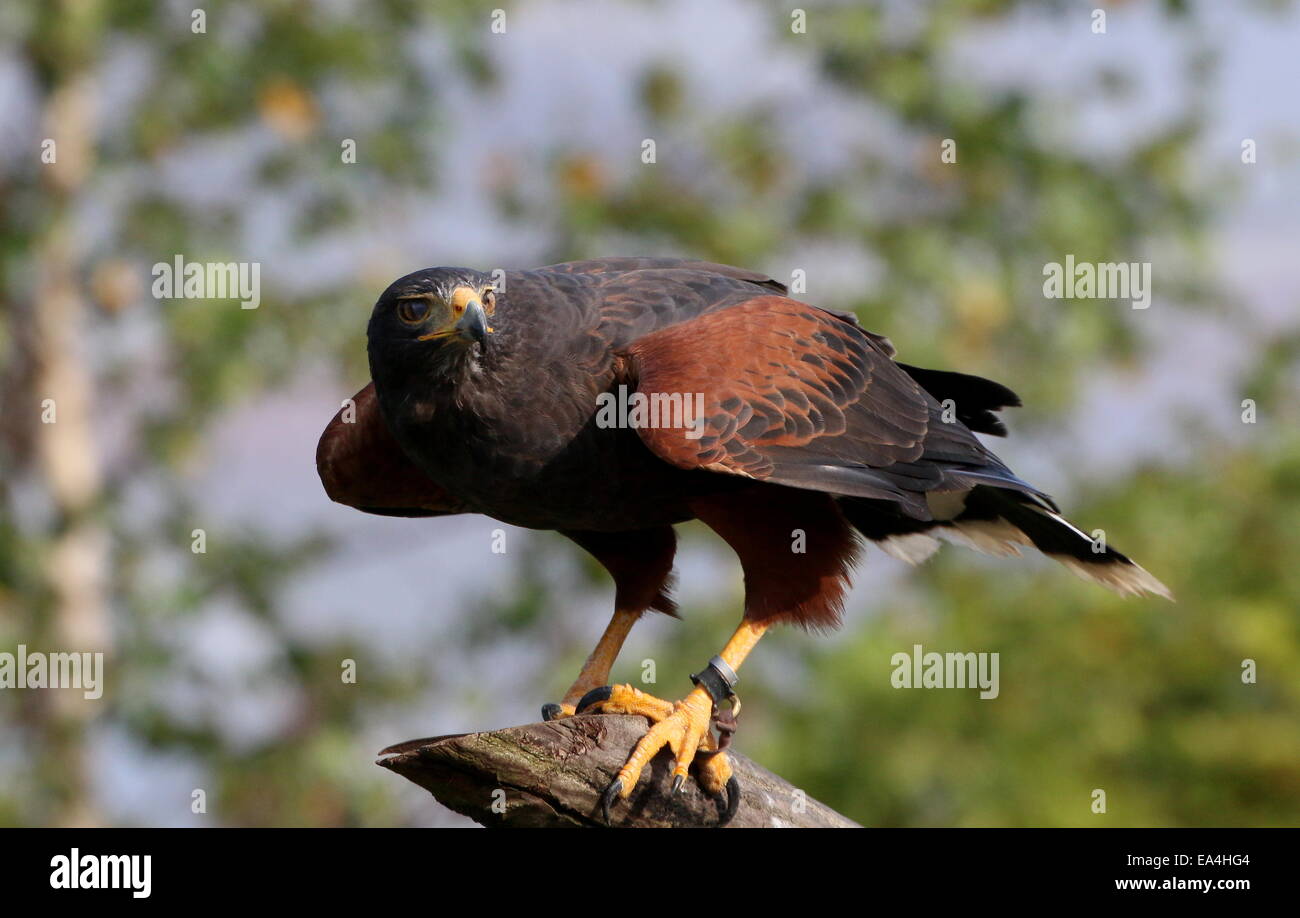 Nord America del Harris Hawk (Parabuteo unicinctus) a.k.a. Bay-winged o dusky hawk in posa su di un ramo appena prima del decollo Foto Stock