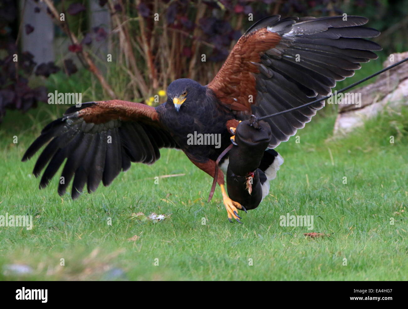 La Harris Hawk (Parabuteo unicinctus) durante una dimostrazione di Uccelli a Rotterdam Blijdorp Zoo, mostrando la sua abilità di caccia Foto Stock