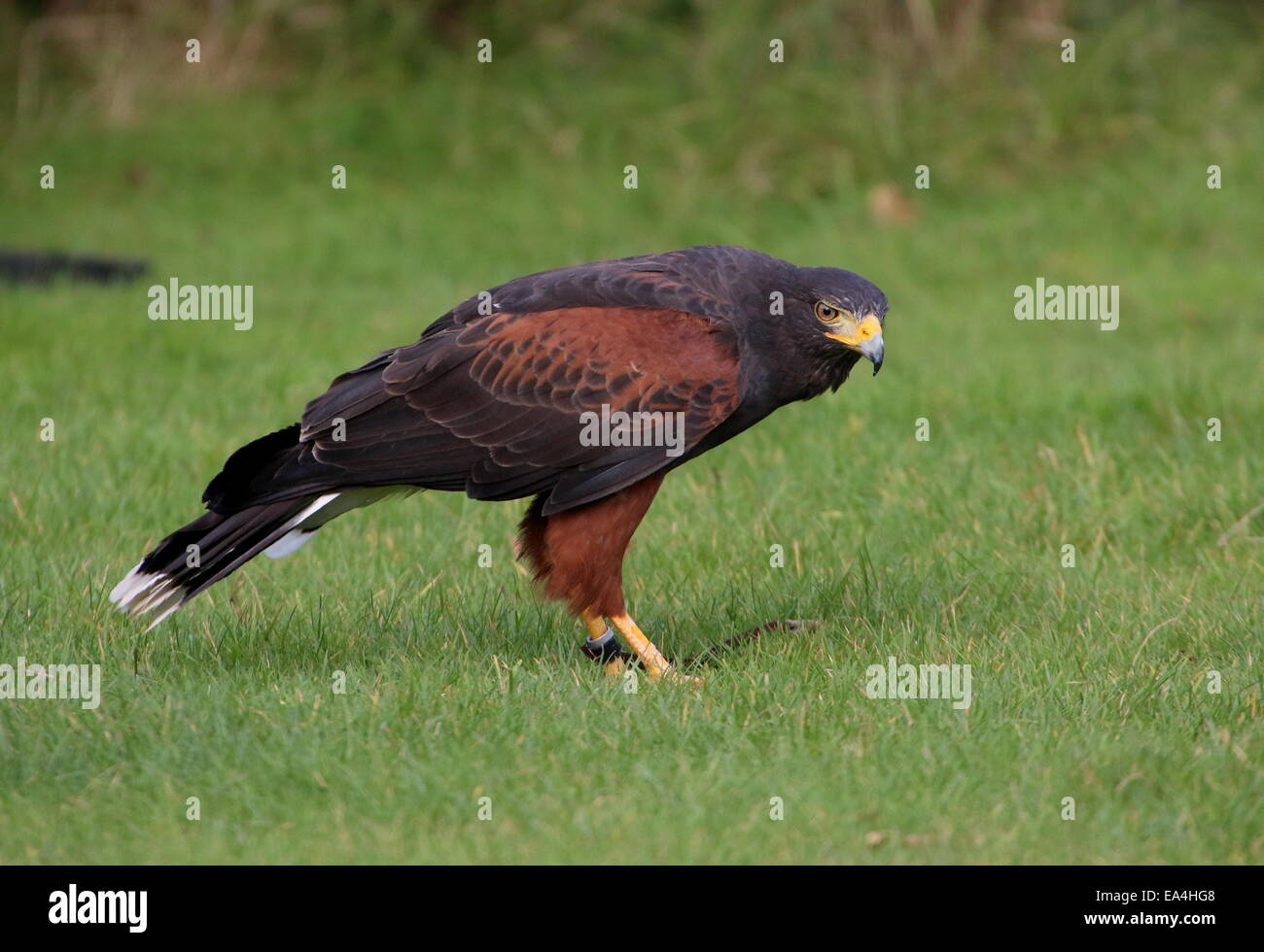 La Harris Hawk (Parabuteo unicinctus) a.k.a. Bay-winged o dusky hawk Foto Stock