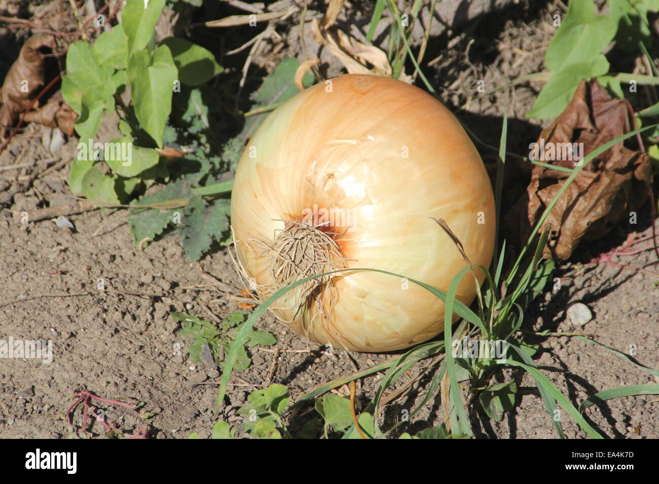 Di grandi dimensioni, cipolla dolce ancora sullo sporco dal giardino. Foto Stock