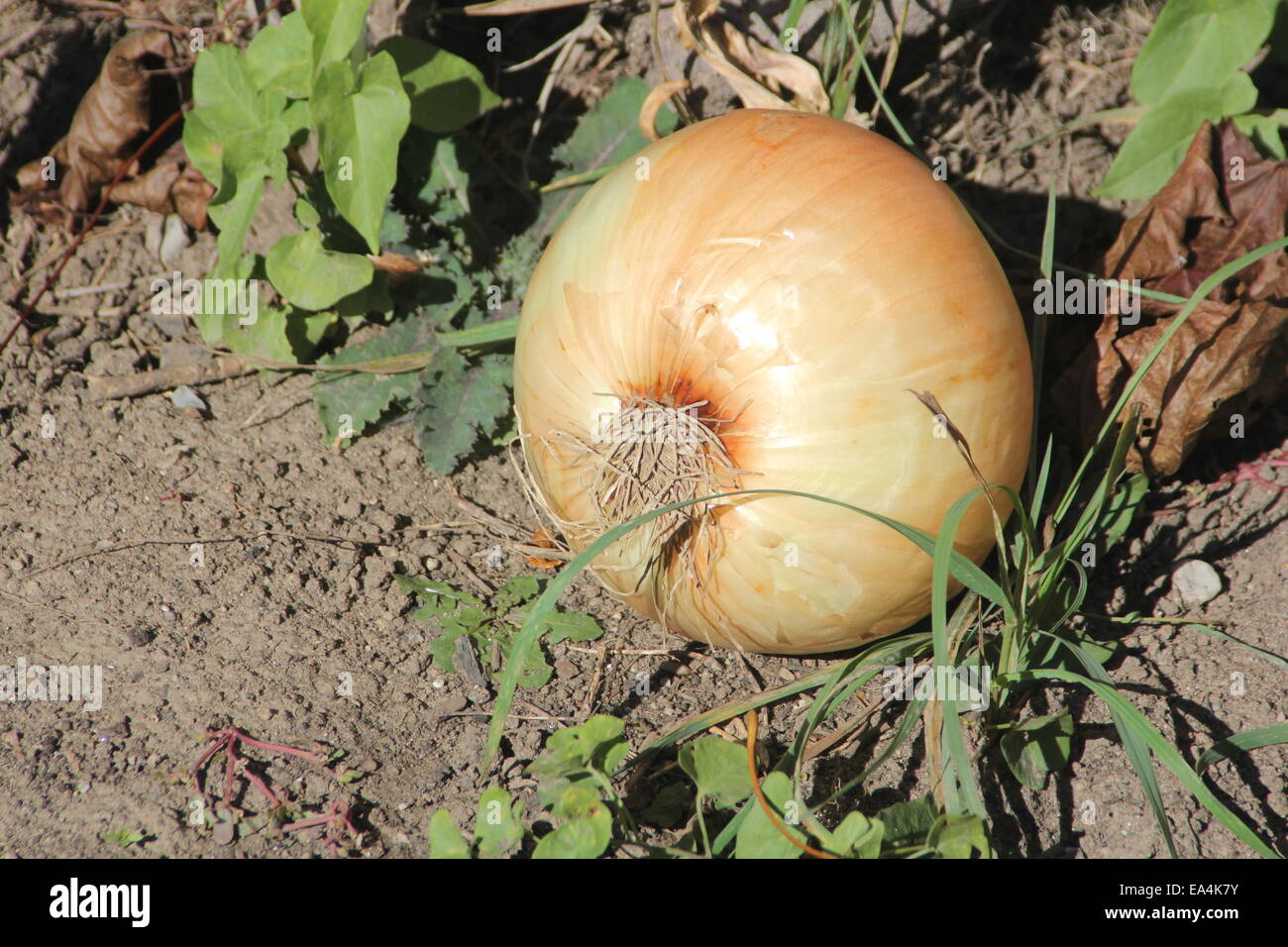 Di grandi dimensioni, cipolla dolce ancora sullo sporco dal giardino. Foto Stock