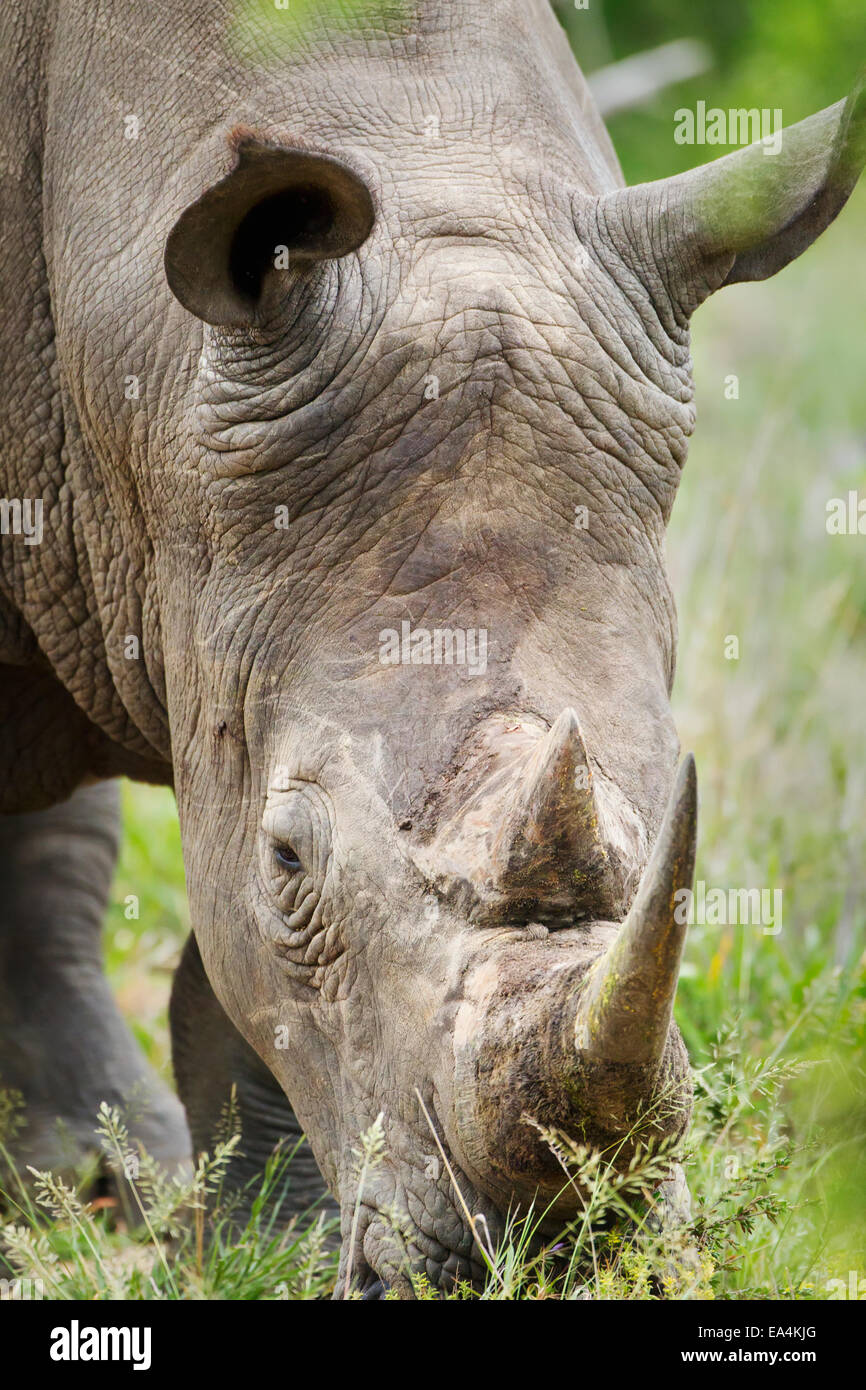 Nord del rinoceronte bianco (Ceratotherium simum cottoni) a GOMO GOMO Game Lodge; Sud Africa Foto Stock