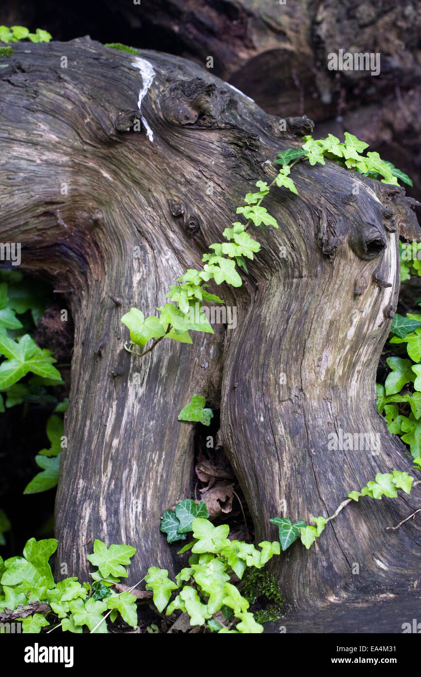 Hedera helix. Edera rampicante su un ceppo di albero in un stumpery. Foto Stock