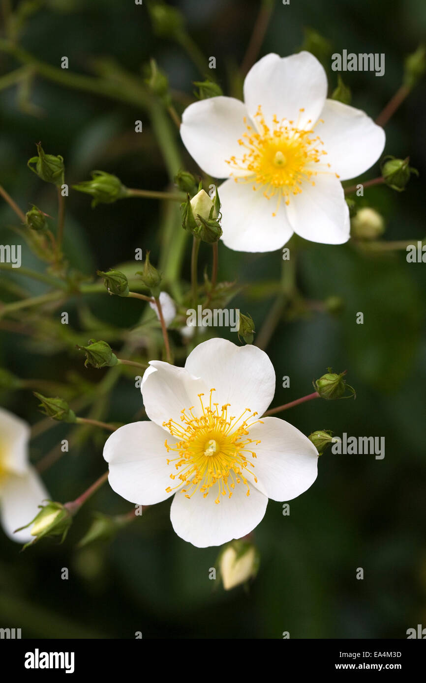 Rosa nel giardino. Single rose bianche. Foto Stock