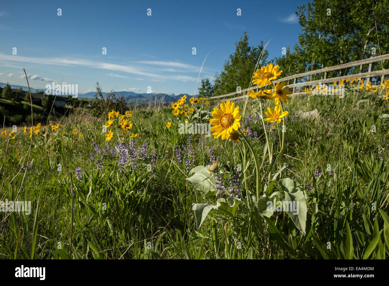 Arrowhead radice Balasam lungo il sentiero, vicino a Bozeman, Montana, Stati Uniti d'America Foto Stock