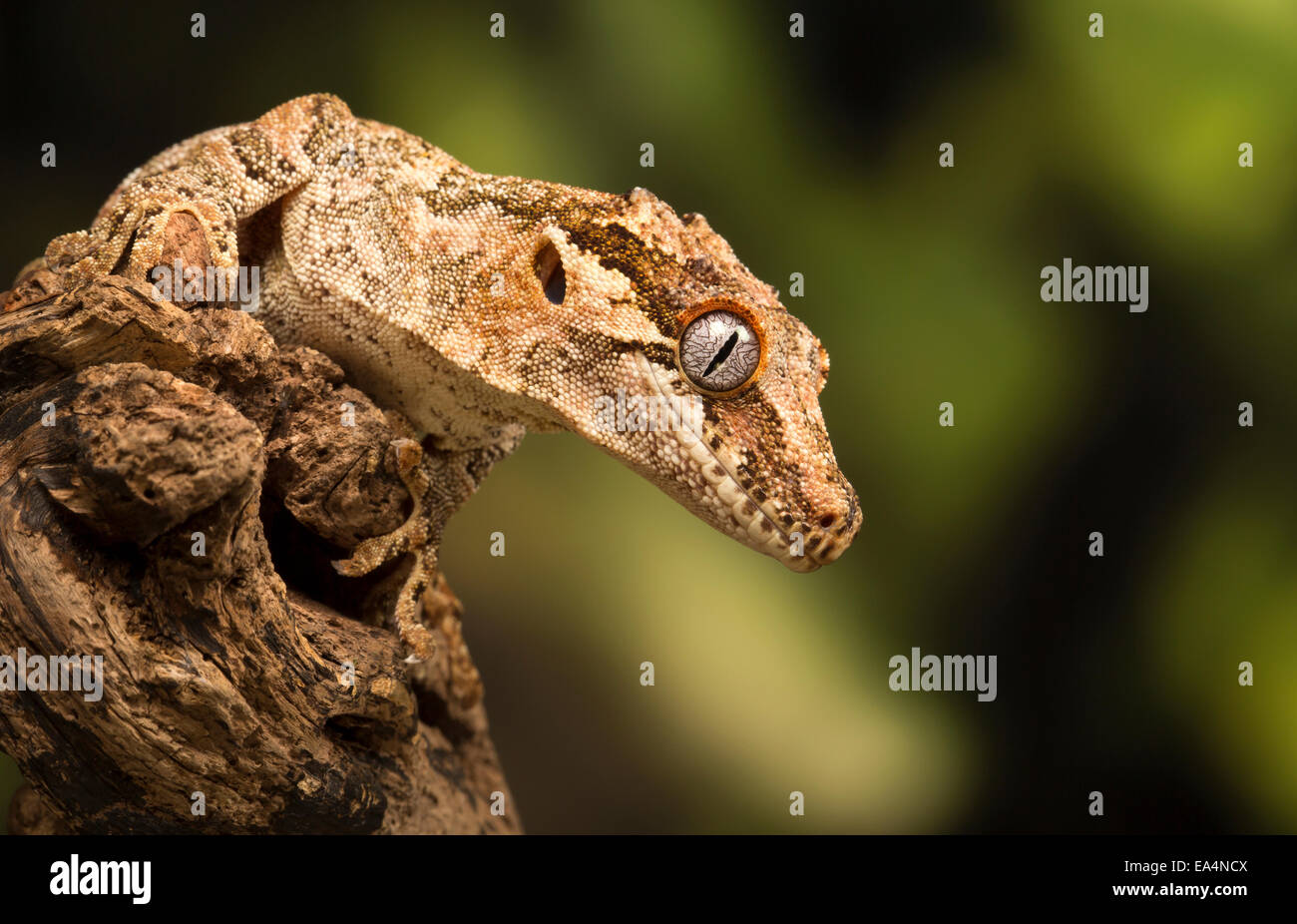 Gargoyle gecko (Rhacodactylus auriculatus) su un log Foto Stock
