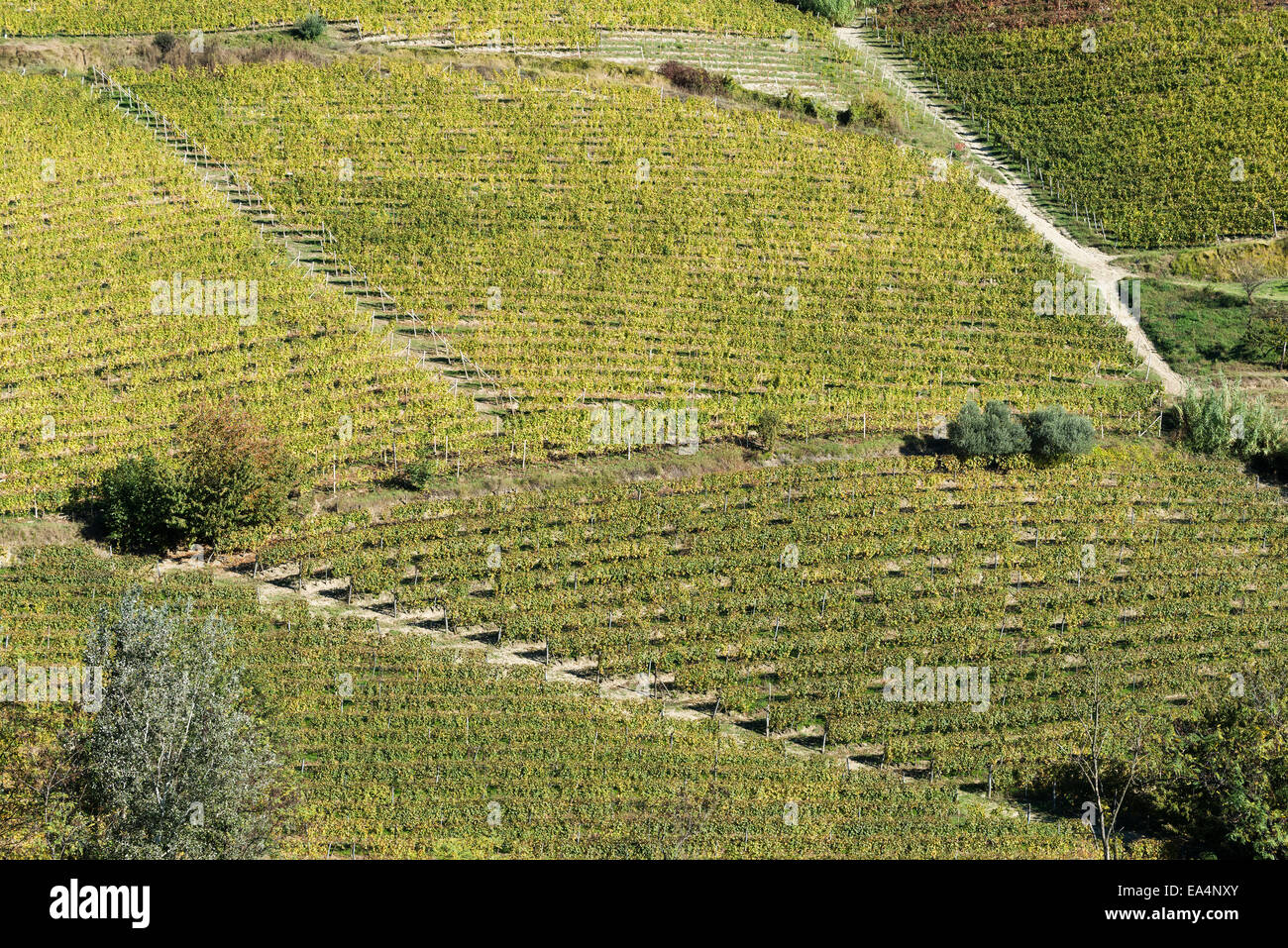 L'Italia,panorama di vigneti del Piemonte: Langhe-Roero e Monferrato nella Lista del Patrimonio Mondiale UNESCO Foto Stock