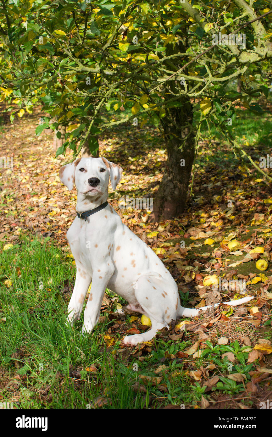 Limone dalmata macchiato in un frutteto Foto Stock
