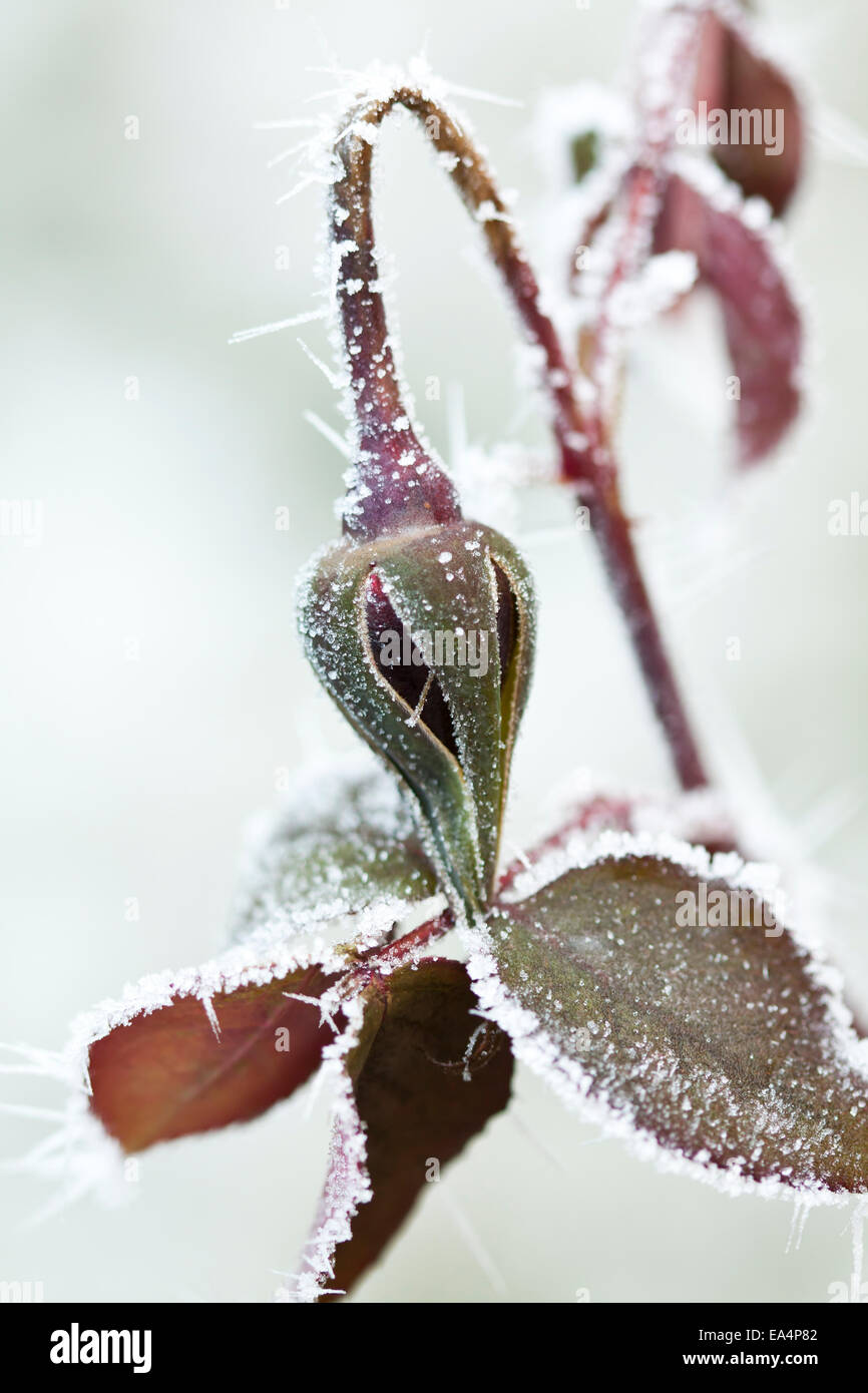 dettaglio di bocciolo di rosa che impreziosisce un allestimento di una sedia Photo | Adobe