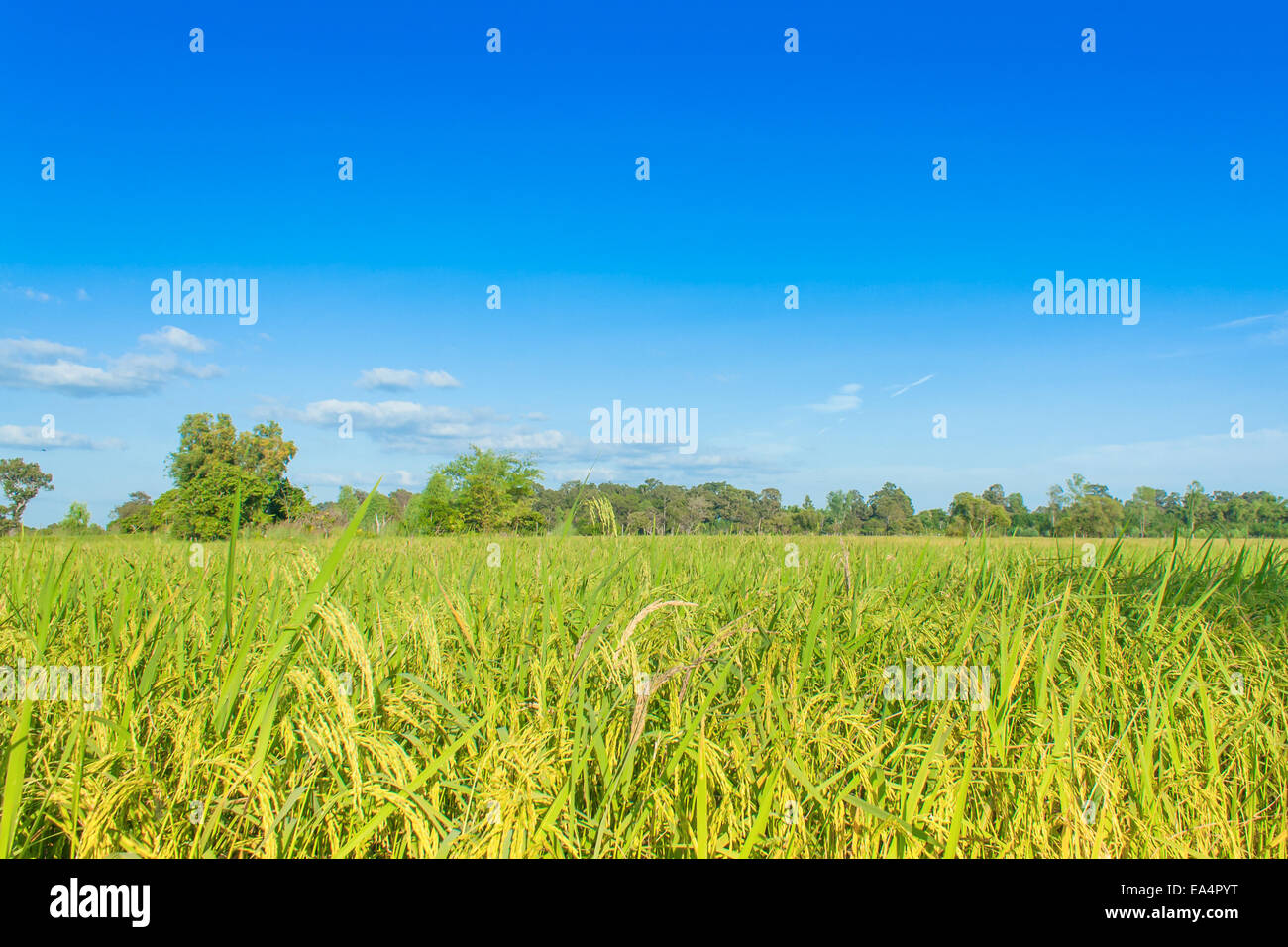 Campo di riso e cieli,il riso in attesa per il raccolto Foto Stock