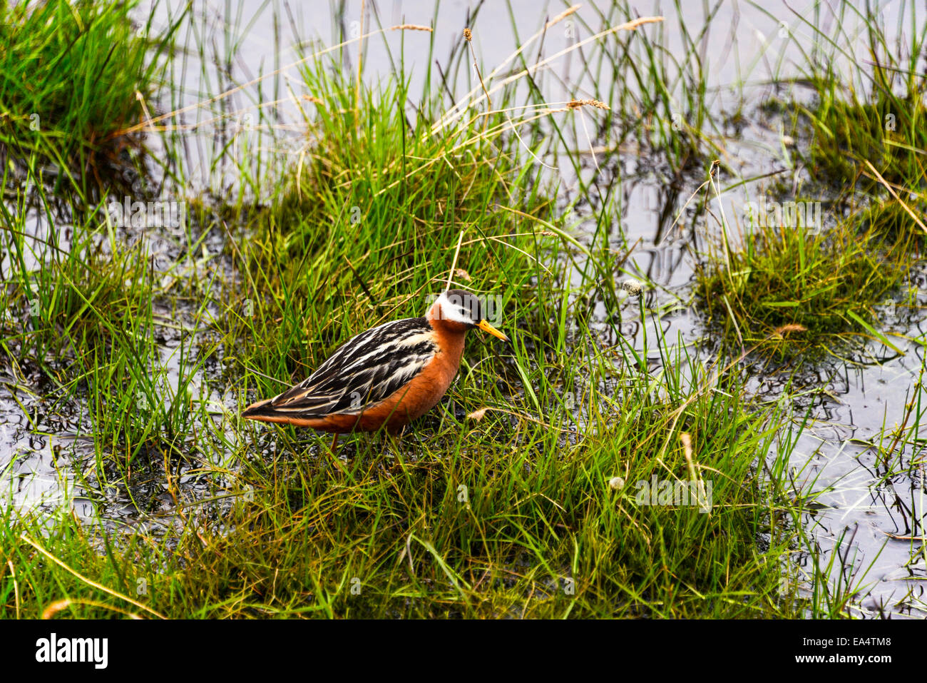 Femmina Phalarope grigio, Phalaropus Fulicarius Foto Stock