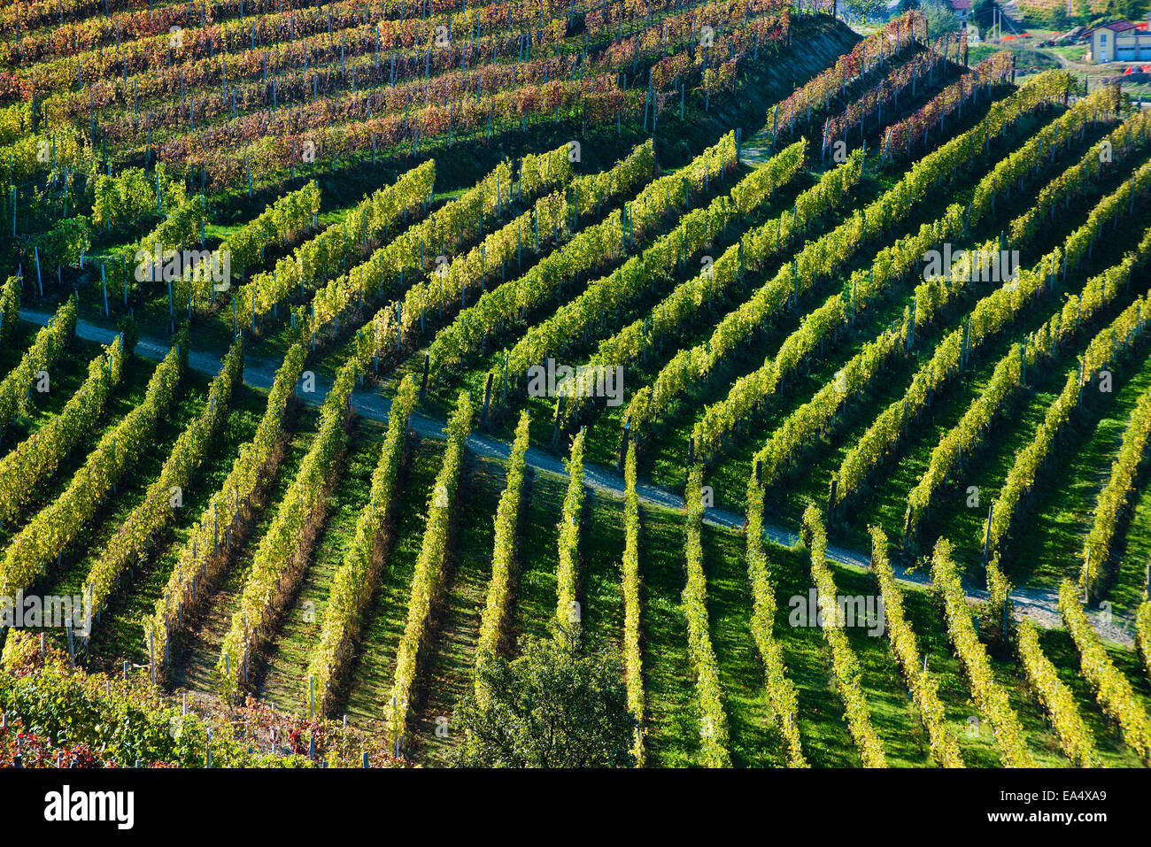 L'Italia,panorama di vigneti del Piemonte: Langhe-Roero e Monferrato nella Lista del Patrimonio Mondiale UNESCO Foto Stock