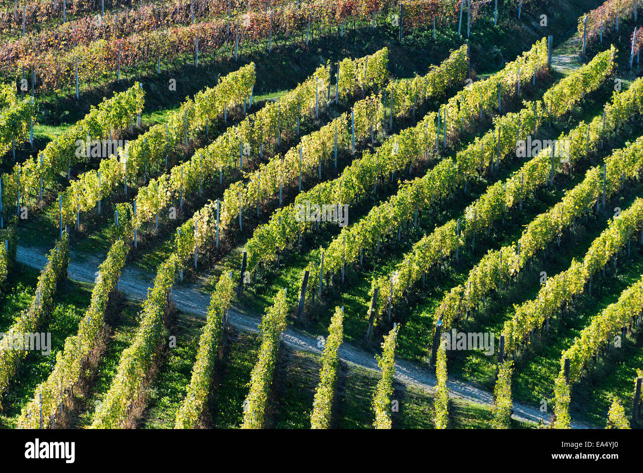 L'Italia,panorama di vigneti del Piemonte: Langhe-Roero e Monferrato nella Lista del Patrimonio Mondiale UNESCO Foto Stock