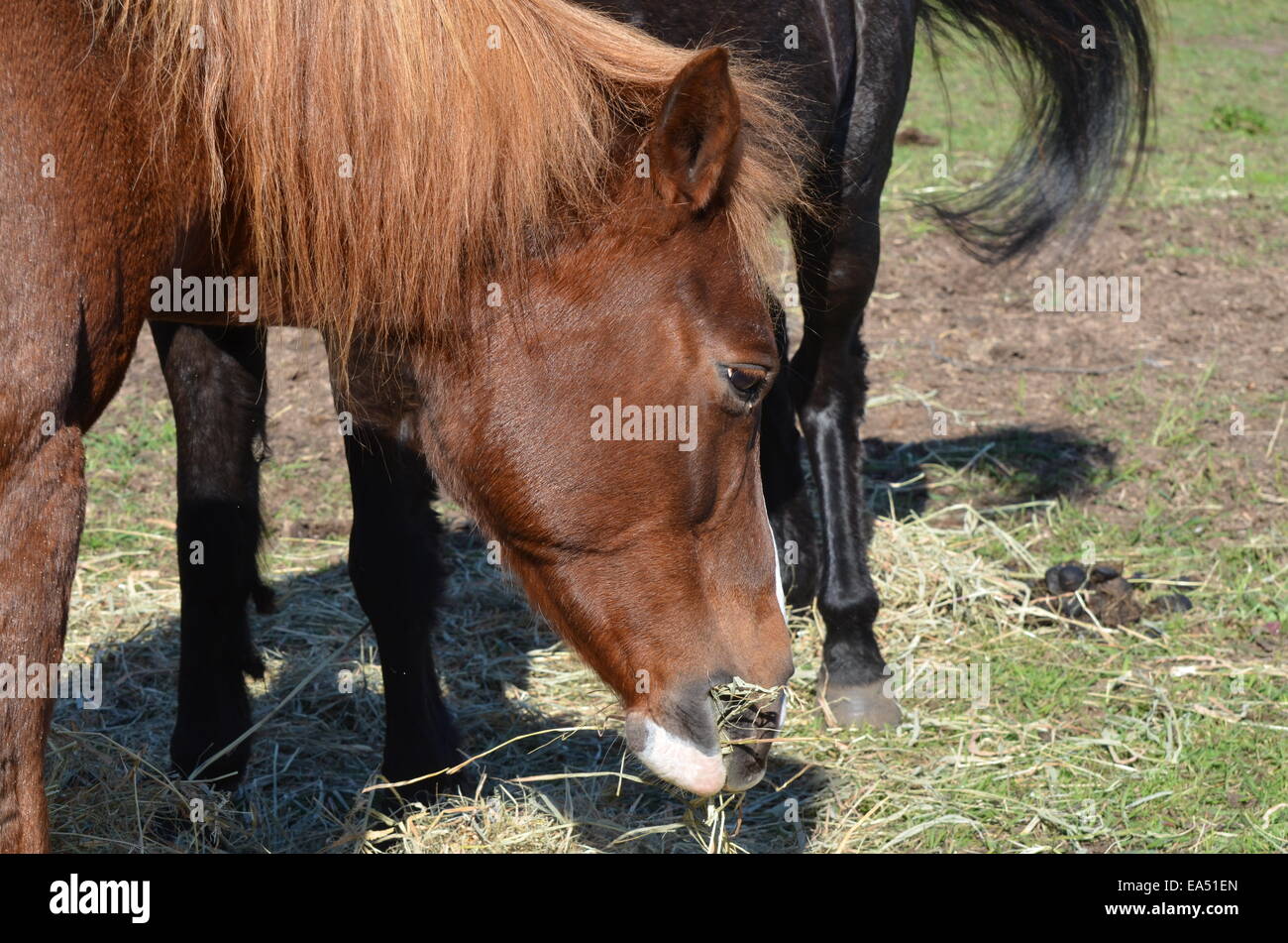 Horse munching fieno Foto Stock