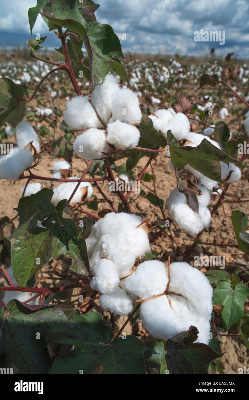 Piante di cotone campo. Giornata di sole Foto Stock