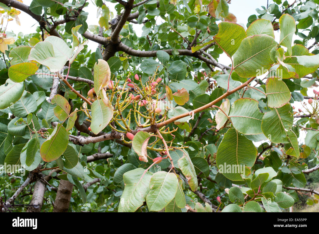 Alberi di pistacchio. Chiudere il ramo con frutti Foto Stock