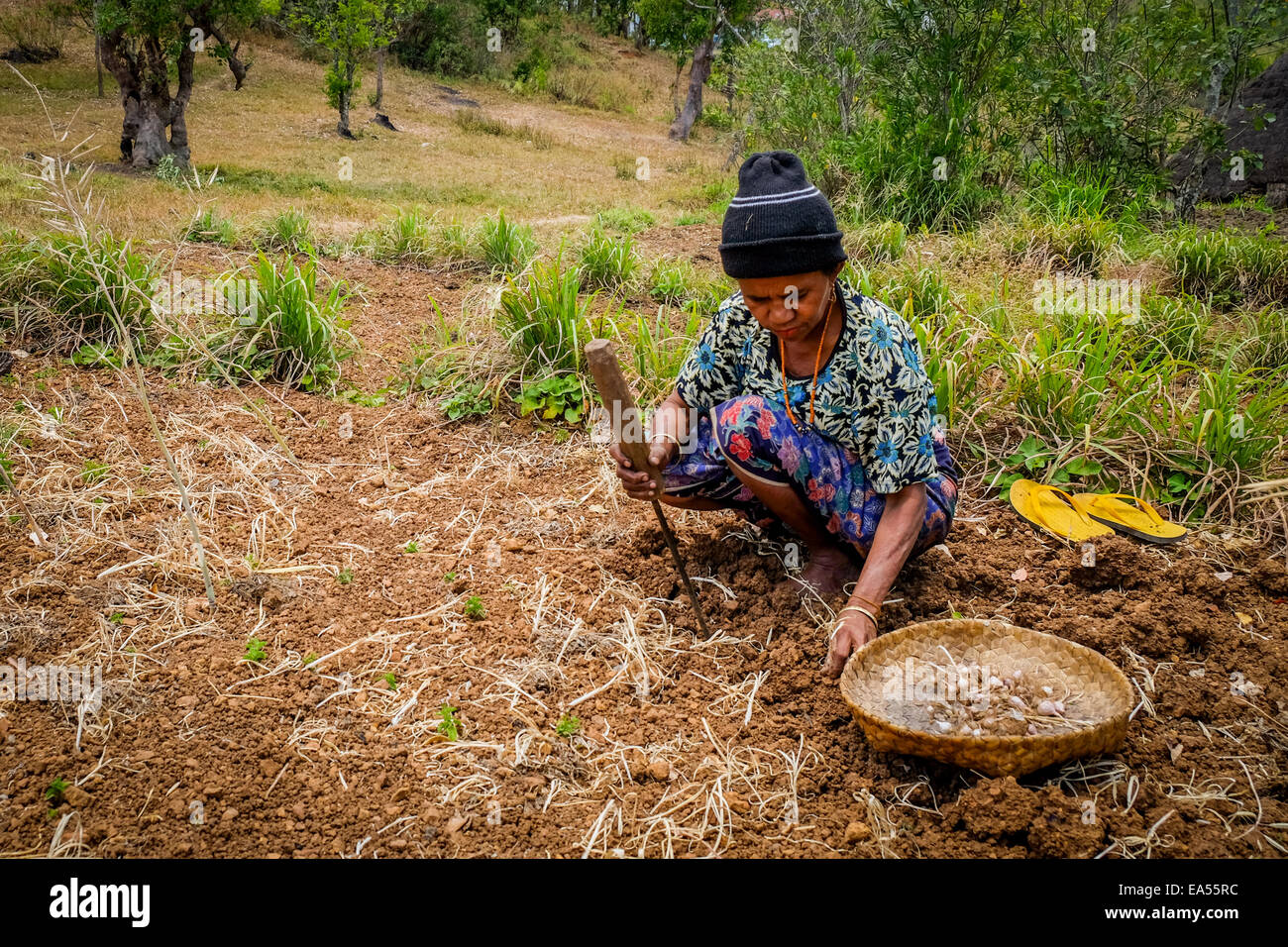 Yuliana Fuka lavora sul suo terreno agricolo secco nel villaggio di Fatumnasi, ai piedi del Monte Mutis, Timor Centro-Sud, Nusa Tenggara Est, Indonesia. Foto Stock