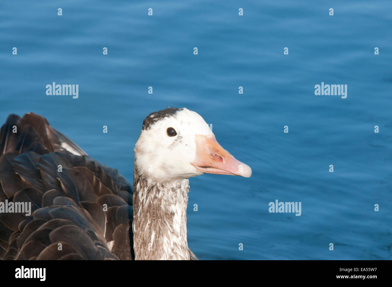 Immagine ravvicinata di un oca domestica contro un blu sullo sfondo di acqua prelevati a Cheshunt, Herts Foto Stock
