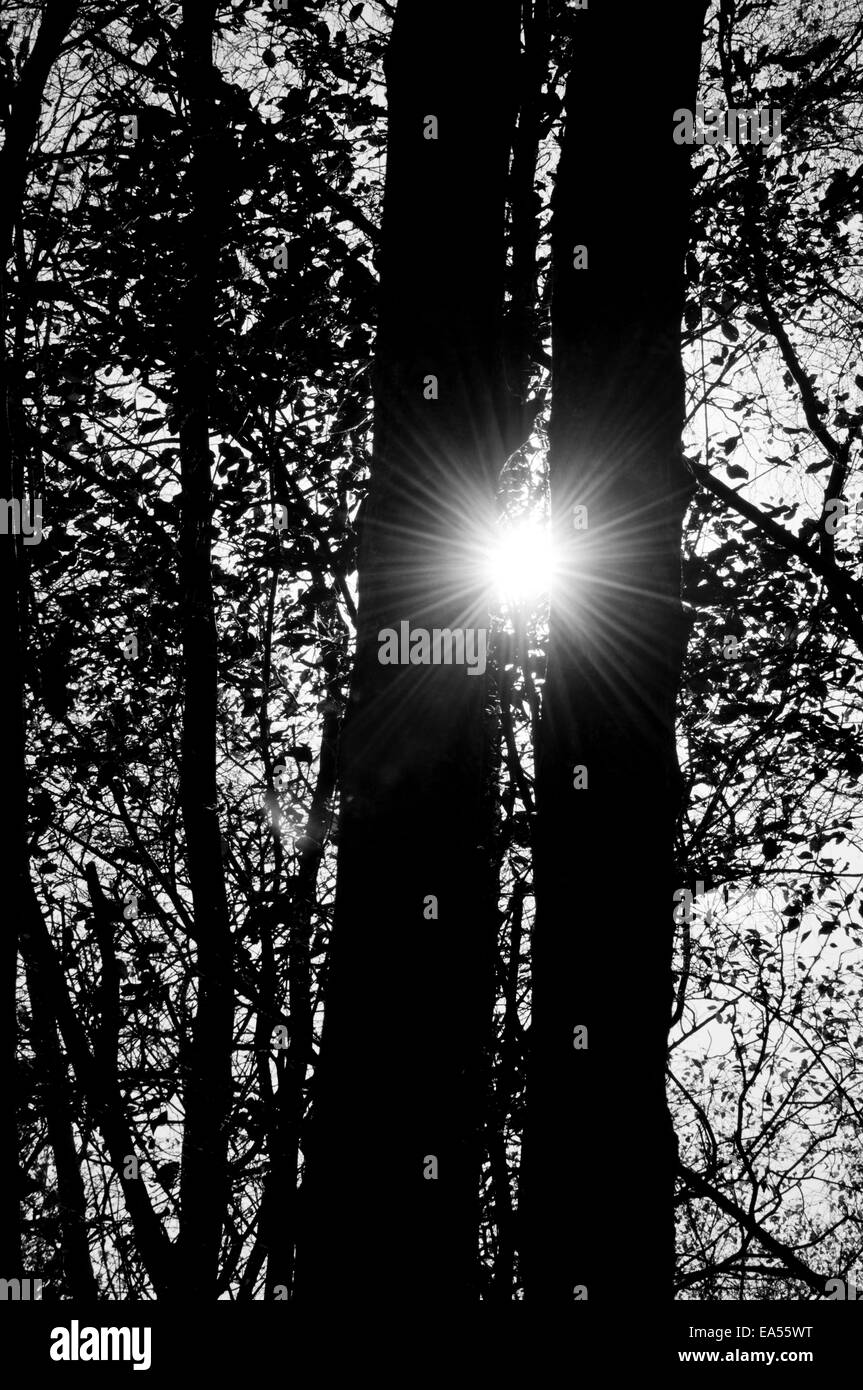 Colpo di sole tra due tronchi di alberi convertito in bianco e nero per evidenziare le stelle effetto raffica Foto Stock