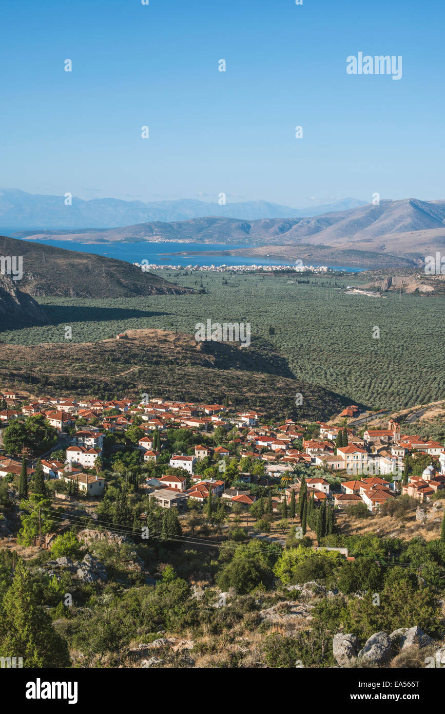 Alberi di olivo in Delphi, Grecia. Mare sullo sfondo Foto Stock