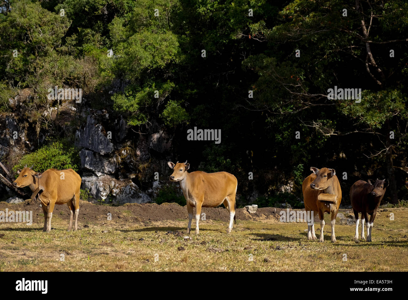 Bali mucche nel villaggio di Fatumnasi ai piedi del Monte Mutis, Timor Ovest, Indonesia. Foto Stock