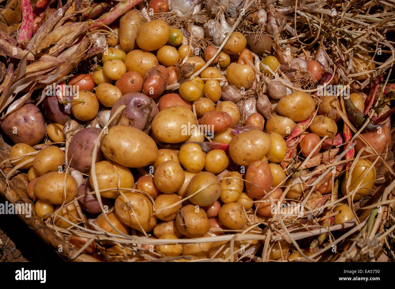 Patate, garlics e fagioli rossi raccolti in terreni agricoli Fatumnasi, isola di Timor, Indonesia. Foto Stock