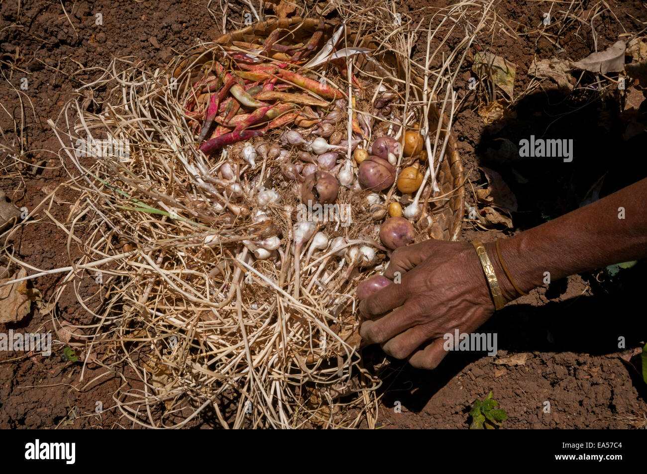 Yuliana Fuka raccogliendo varie colture sul suo terreno agricolo durante la stagione secca nel villaggio di Fatumnasi, Timor centro-meridionale, Nusa Tenggara orientale, Indonesia. Foto Stock