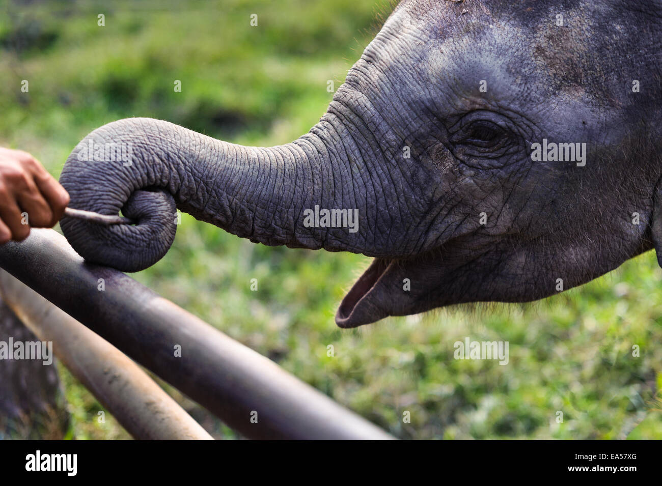 Baby Elephant giocando stick con tronco a Chitwan il parco nazionale, il Nepal Foto Stock