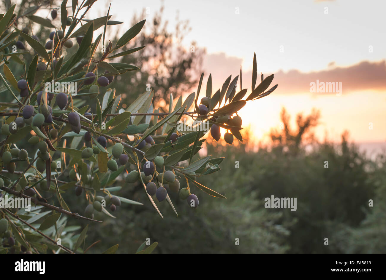 Alberi di ulivo sul tramonto. Raggi di sole Foto Stock