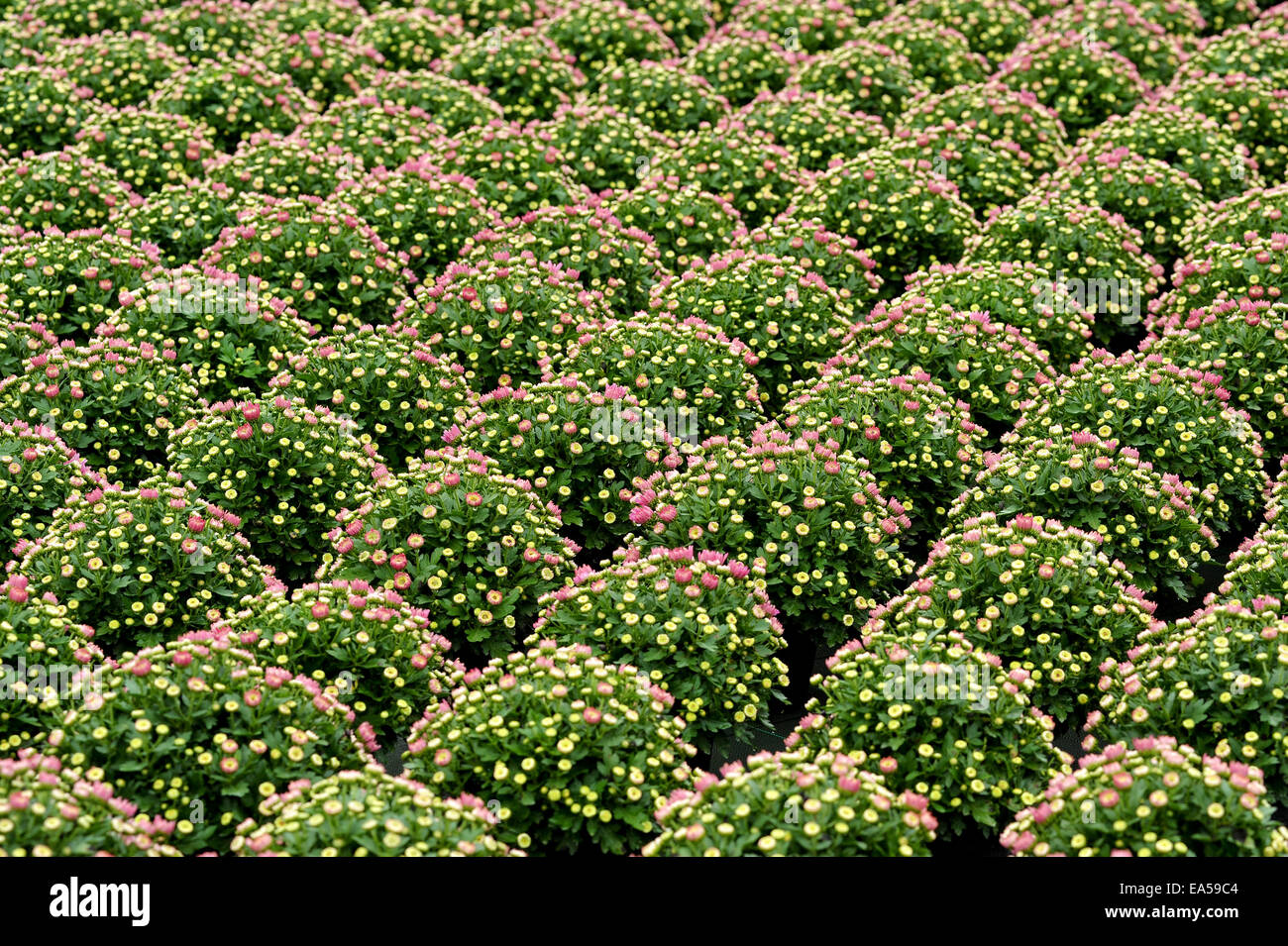 Le righe delle piante ornamentali piante di crisantemo Foto Stock