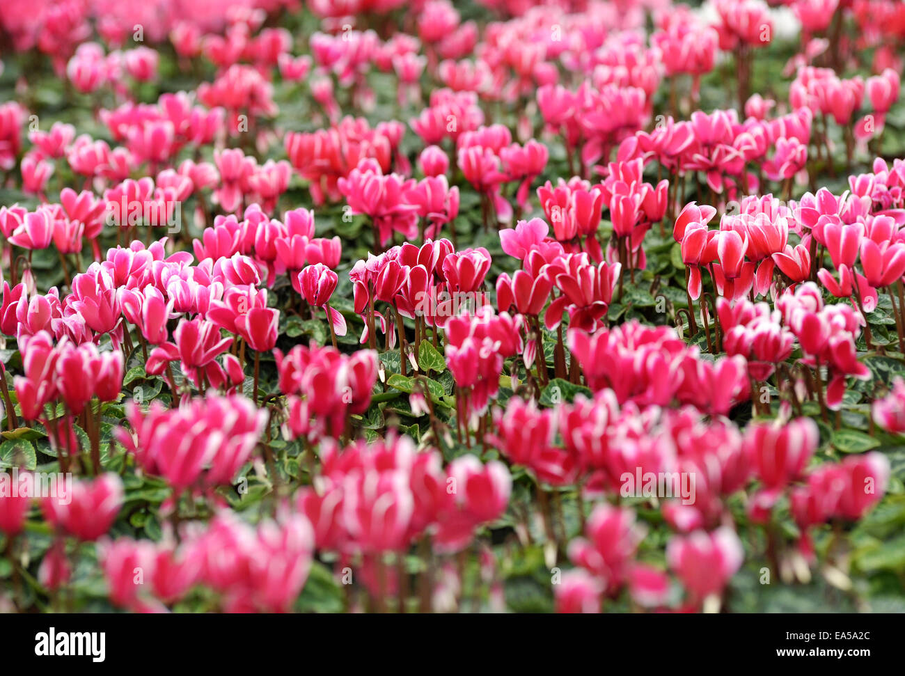 Sfondo colorato di rosa fiori di ciclamino Foto Stock