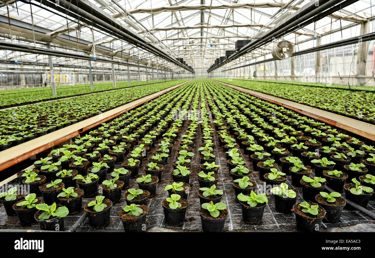 Interno di una serra commerciale Foto Stock